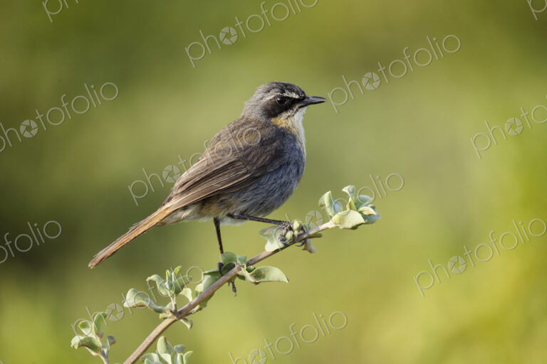 Cape Robin Chat,Cape robin-chat,Dessonornis caffer, perched on a thin branch. West…