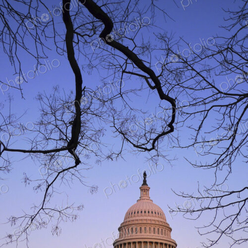Capitol Building at dawn with tree branch.