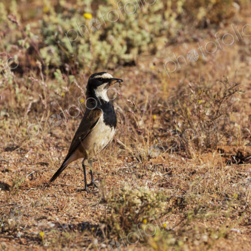Capped Wheatear, Oenanthe pileata, a black and white bird, in the Goegap Nature Reserve