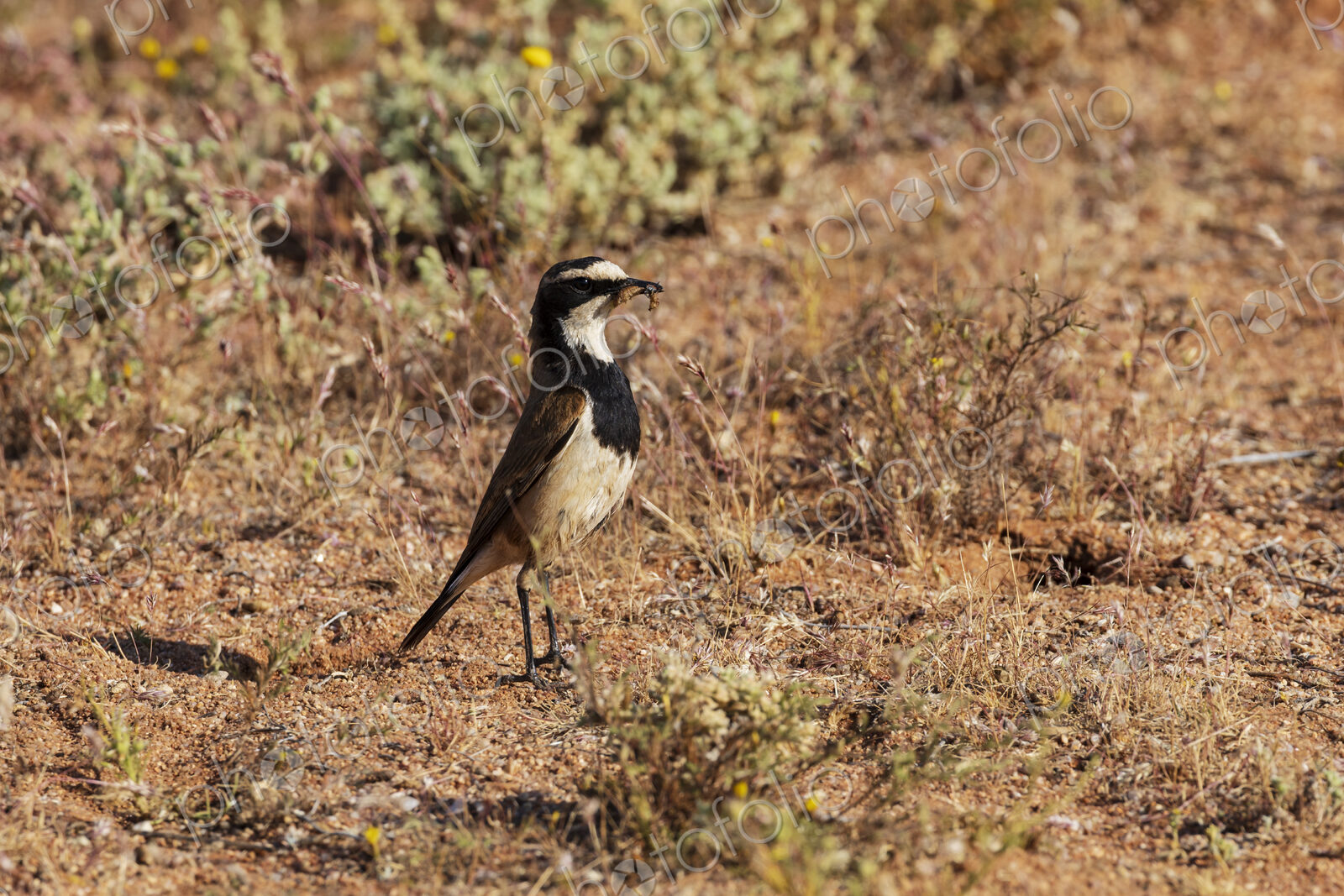 Capped Wheatear, Oenanthe pileata, a black and white bird, in the Goegap Nature Reserve