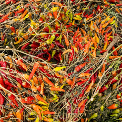 Capsicum annuum, a stack of fresh red chilies at Yakima market. Capsicum annuum, a stack of fresh red chilies at Yakima market.