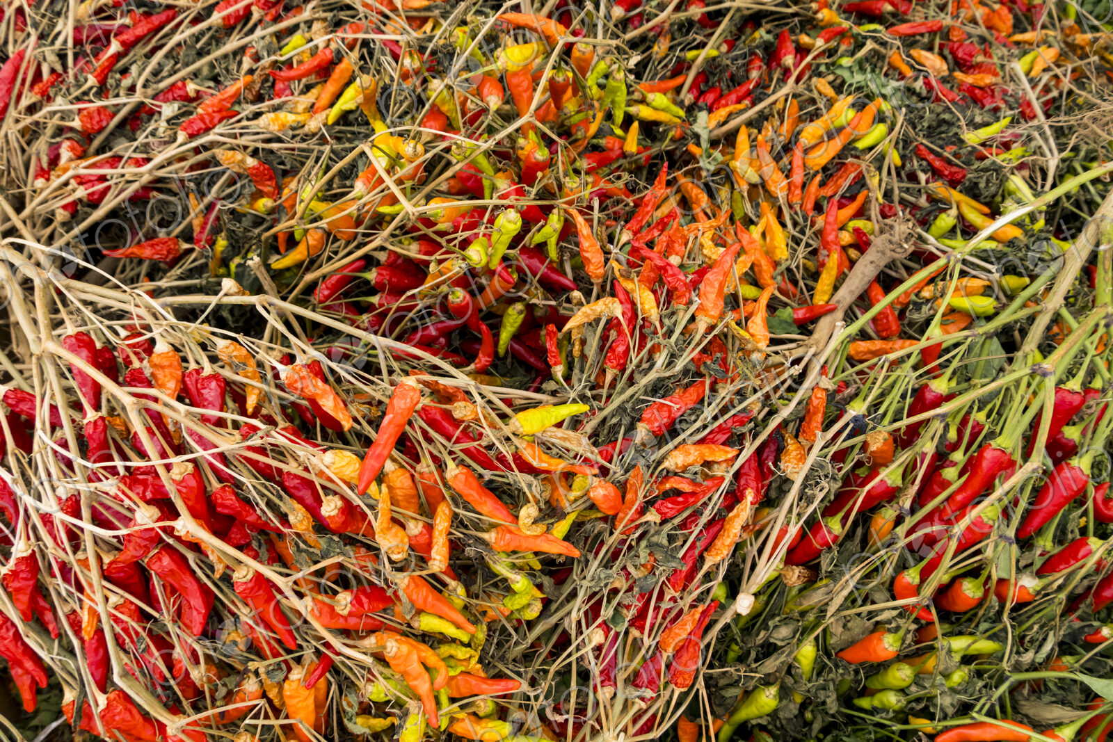 Capsicum annuum, a stack of fresh red chilies at Yakima market.