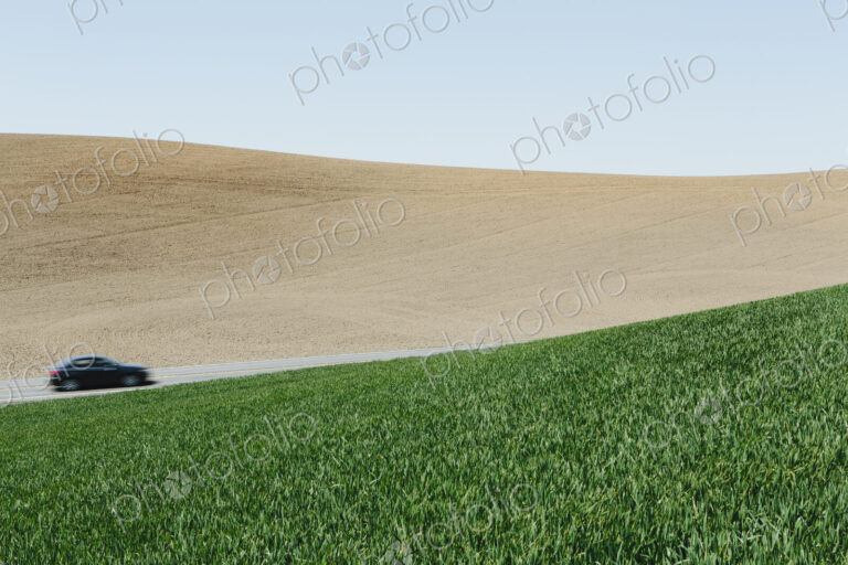 Car driving on road, surrounded by farmland and lush, green field of wheat, near Pullman