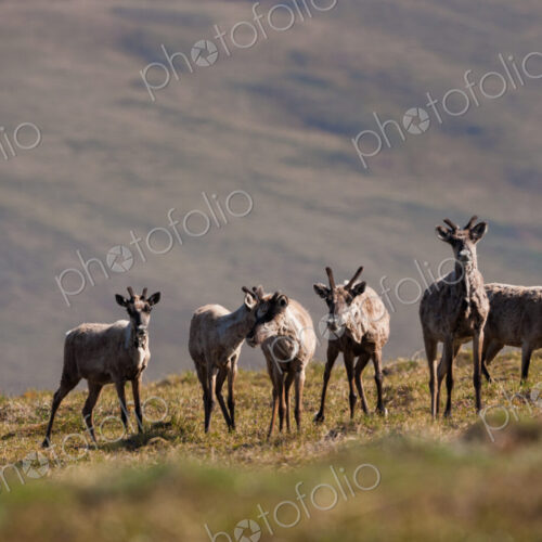 Caribou, Arctic National Wildlife Refuge, Alaska, USA