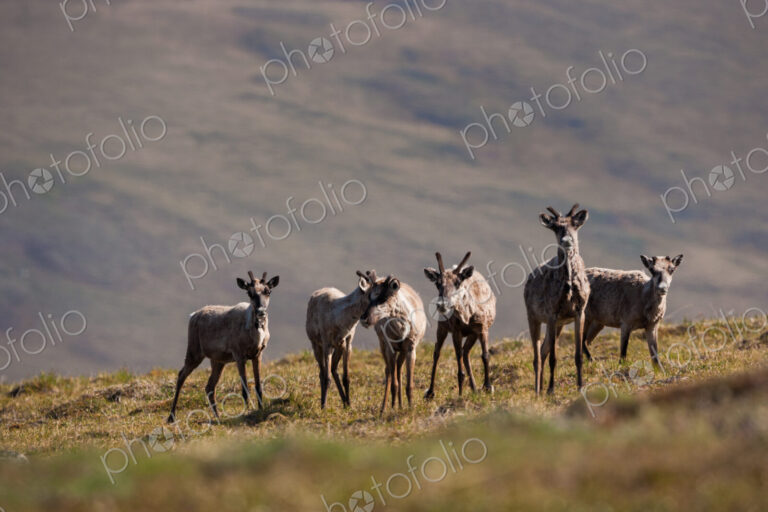 Caribou, Arctic National Wildlife Refuge, Alaska, USA