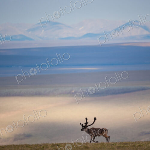 Caribou, Arctic National Wildlife Refuge, Alaska, USA