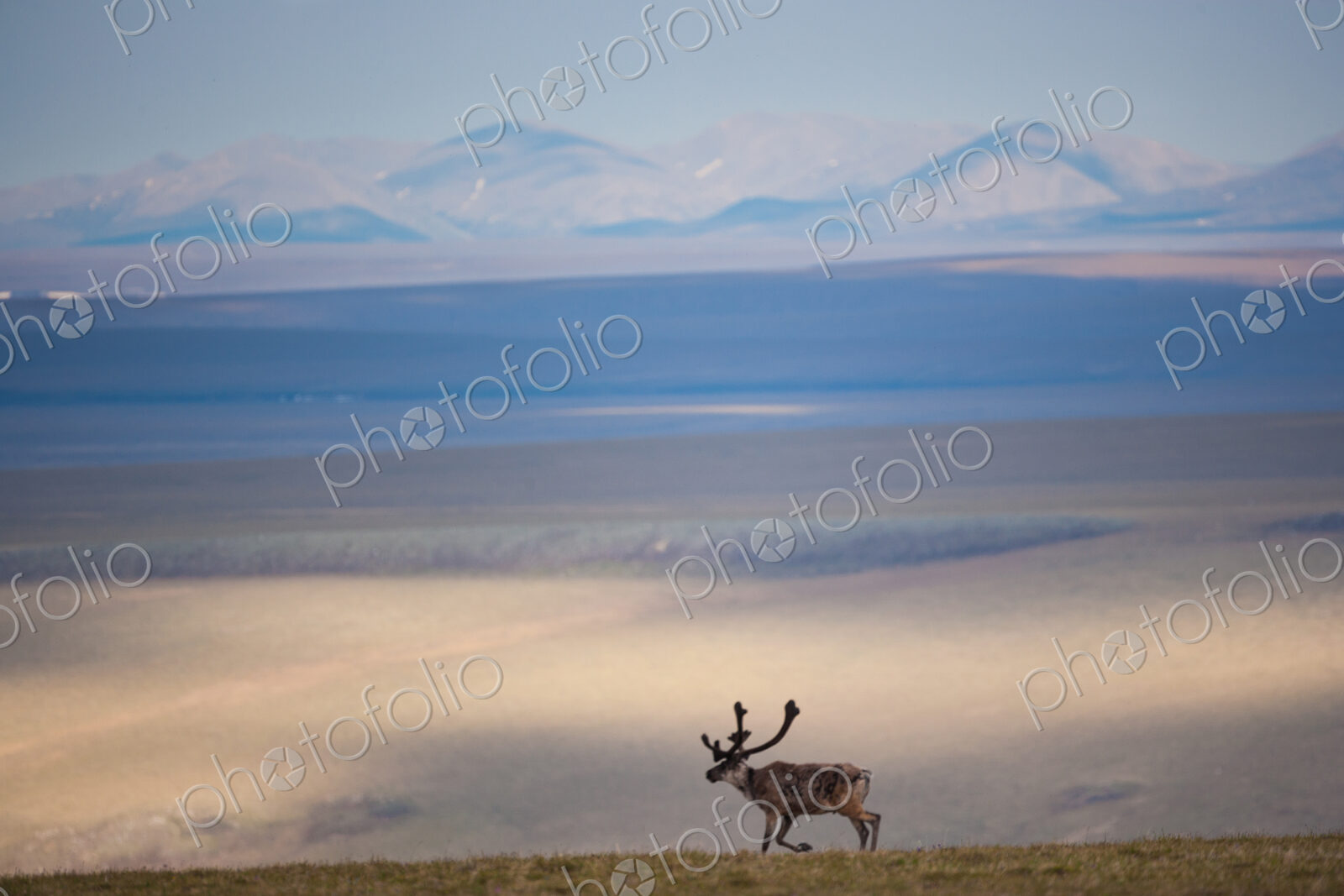 Caribou, Arctic National Wildlife Refuge, Alaska, USA