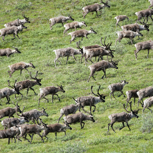 Caribou, Arctic National Wildlife Refuge, Alaska, USA Caribou, Arctic National Wildlife Refuge, Alaska, USA