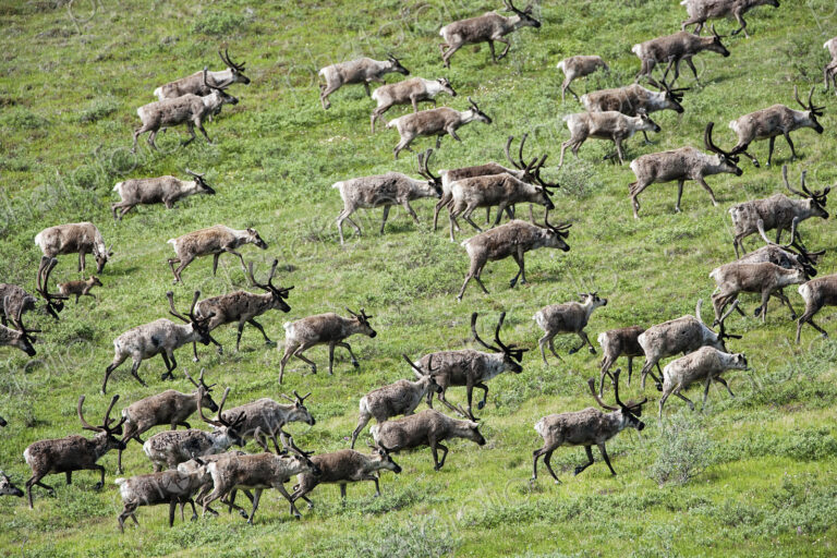 Caribou, Arctic National Wildlife Refuge, Alaska, USA