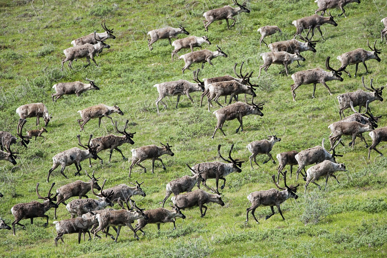 Caribou, Arctic National Wildlife Refuge, Alaska, USA