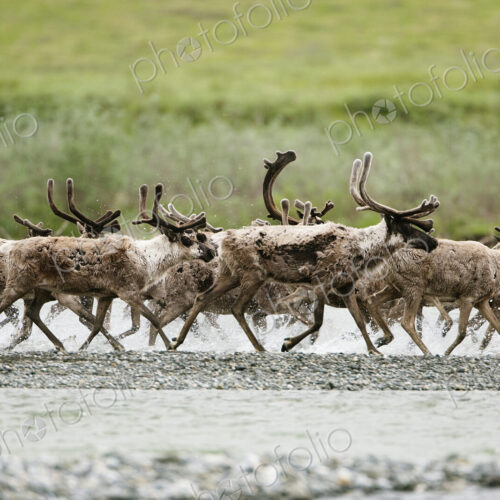 Caribou, Arctic National Wildlife Refuge, Alaska, USA