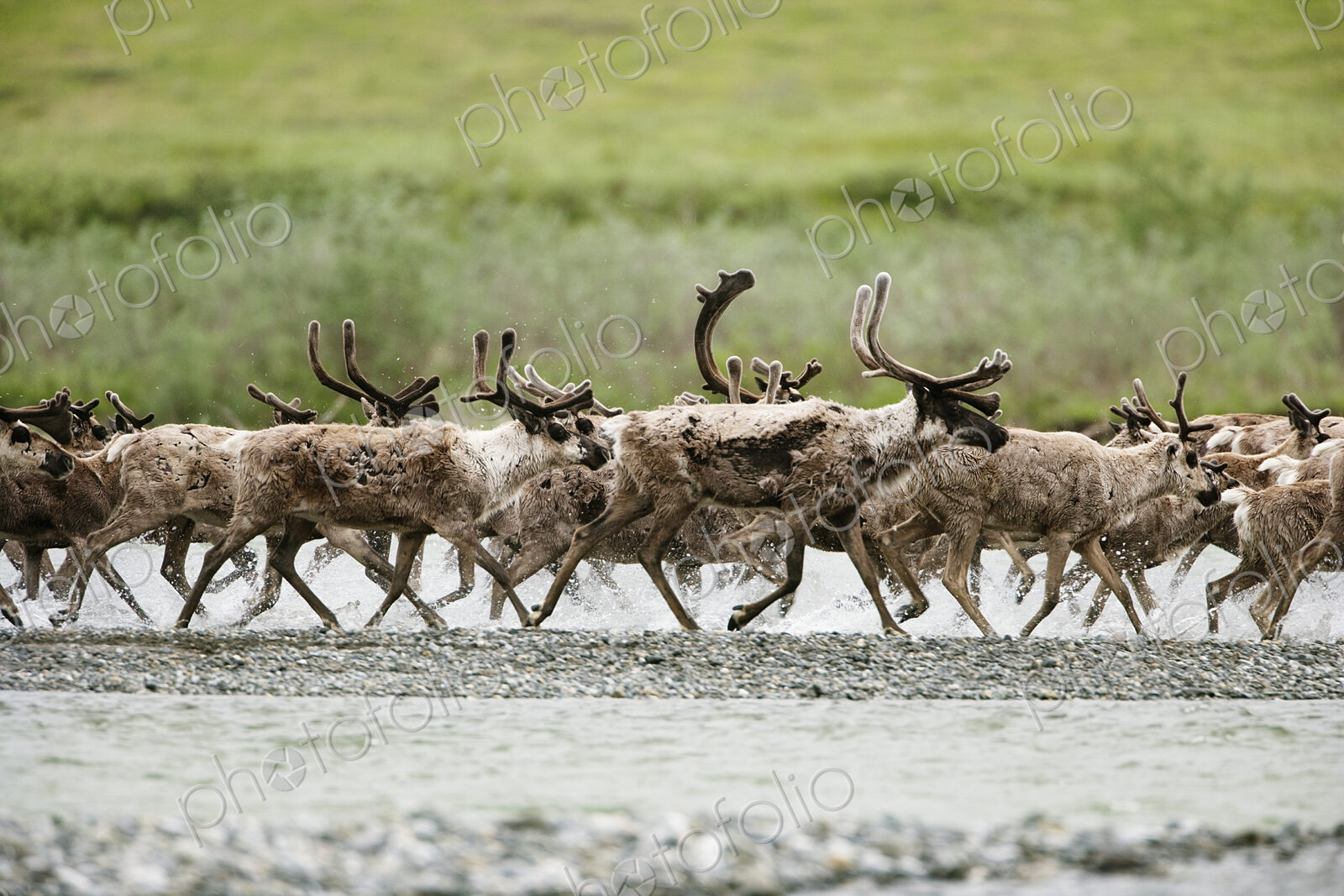 Caribou, Arctic National Wildlife Refuge, Alaska, USA