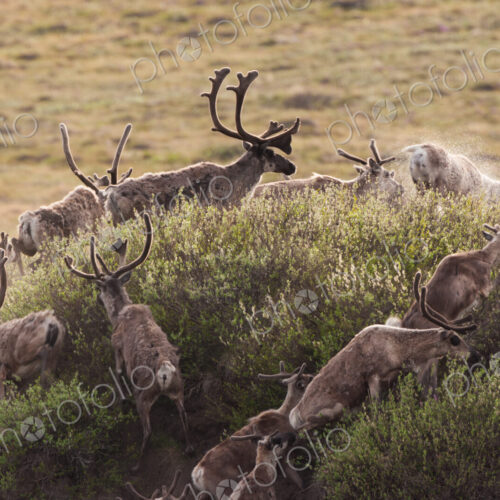 Caribou migrate through the Arctic National Wildlife Refuge, Alaska, USA
