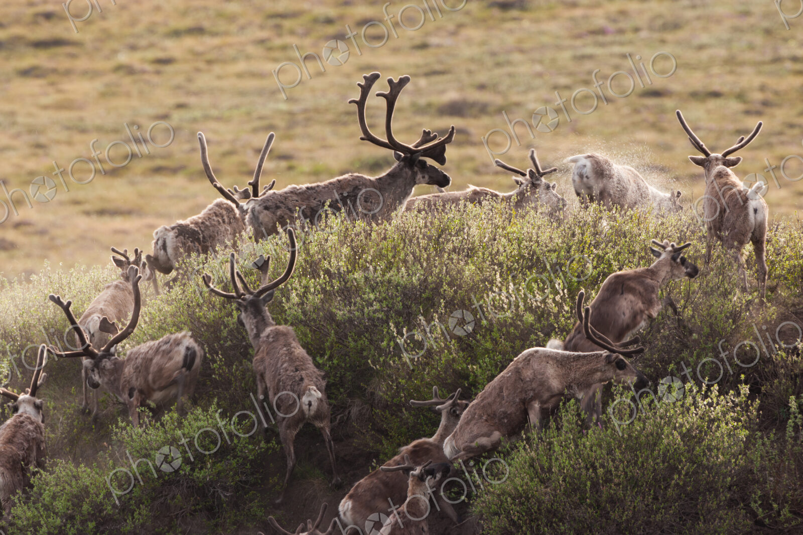 Caribou migrate through the Arctic National Wildlife Refuge, Alaska, USA