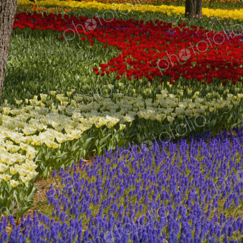 Carpet of tulips in a variation of bright colours growing in between trees. Carpet of tulips in a variation of bright colours growing in between trees.