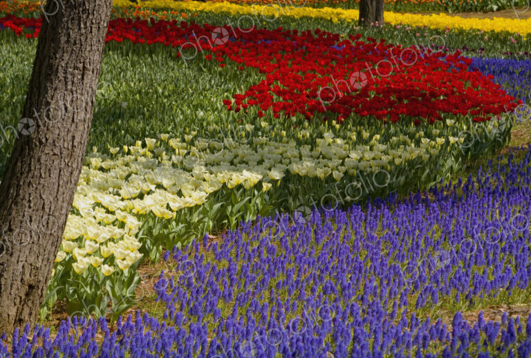 Carpet of tulips in a variation of bright colours growing in between trees.