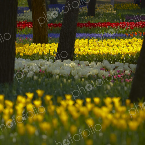 Carpet of tulips in a variation of bright colours growing in between trees. Carpet of tulips in a variation of bright colours growing in between trees.