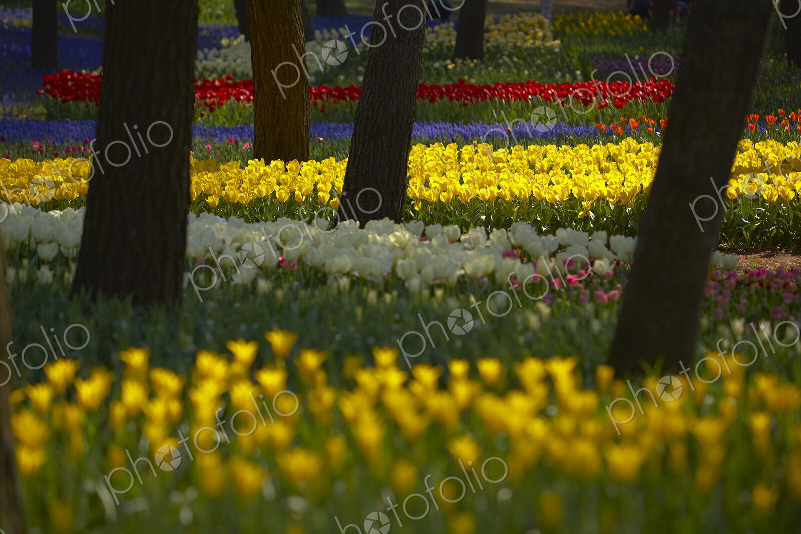 Carpet of tulips in a variation of bright colours growing in between trees.