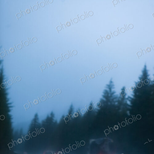 Cars and truck driving in heavy rain on a road through a forest, Snoqualmie Pass, WA, USA