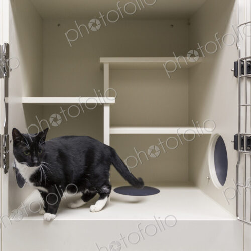Cat in open cage in animal shelter Cat in open cage in animal shelter