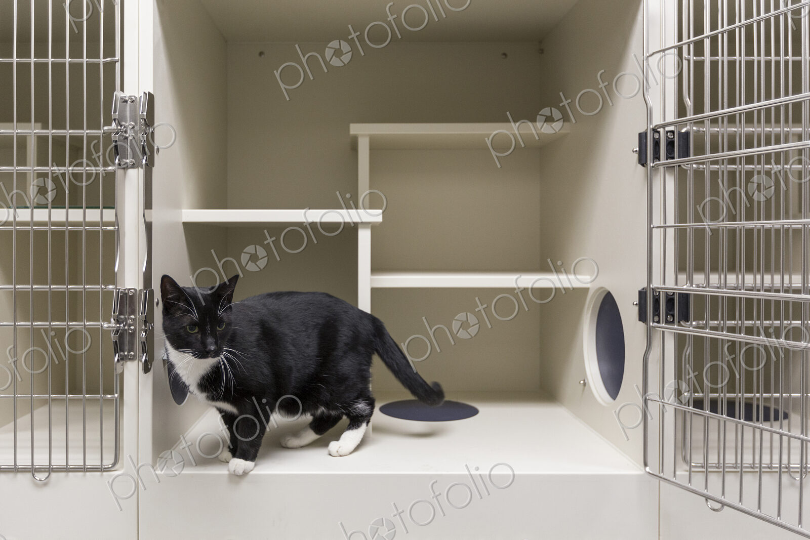 Cat in open cage in animal shelter
