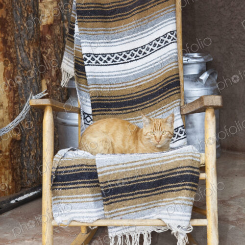 Cat on a Wooden Rocking Chair Cat on a Wooden Rocking Chair