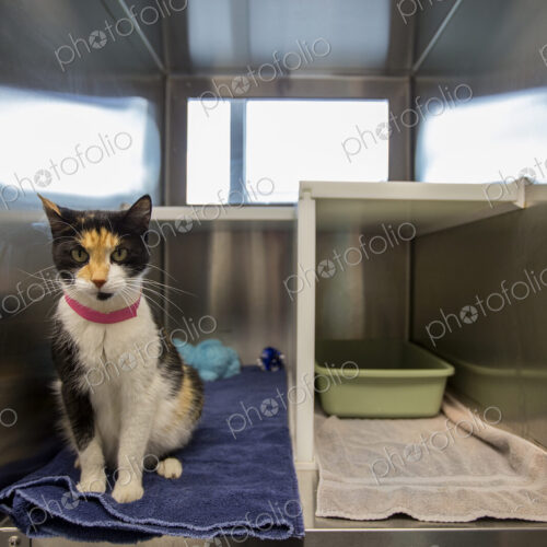 Cat sitting in cage at humane society