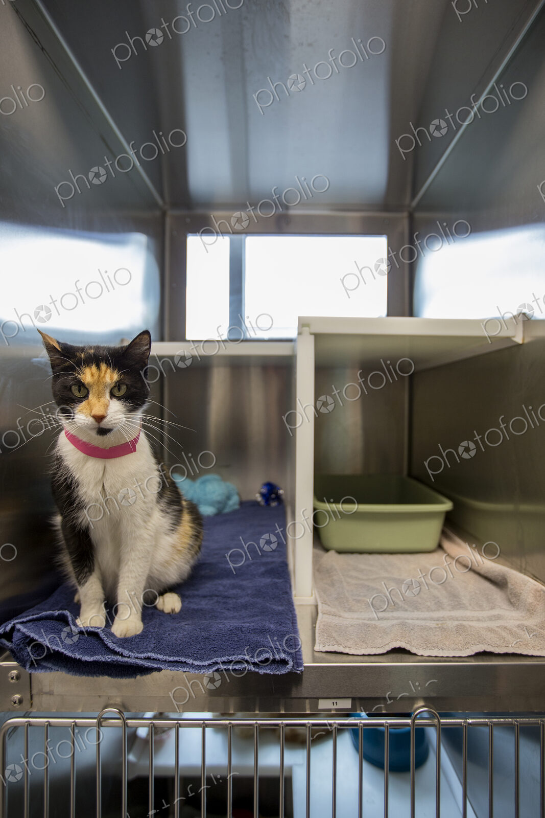 Cat sitting in cage at humane society