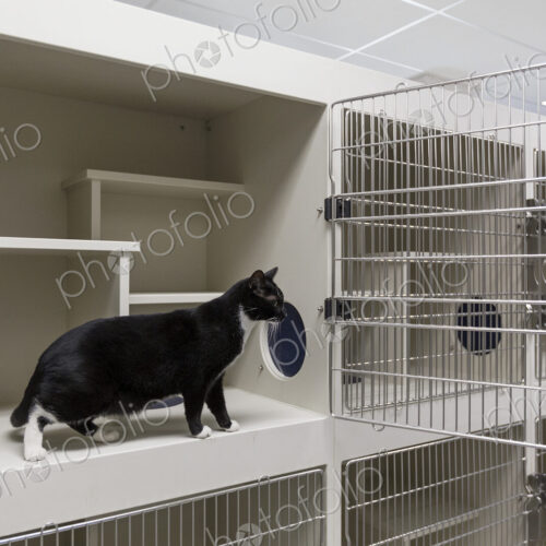 Cat sitting in open cage in animal shelter Cat sitting in open cage in animal shelter