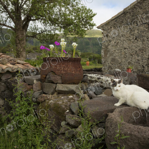 Cat sitting on stone wall in backyard Cat sitting on stone wall in backyard