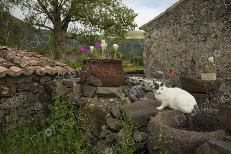 Cat sitting on stone wall in backyard
