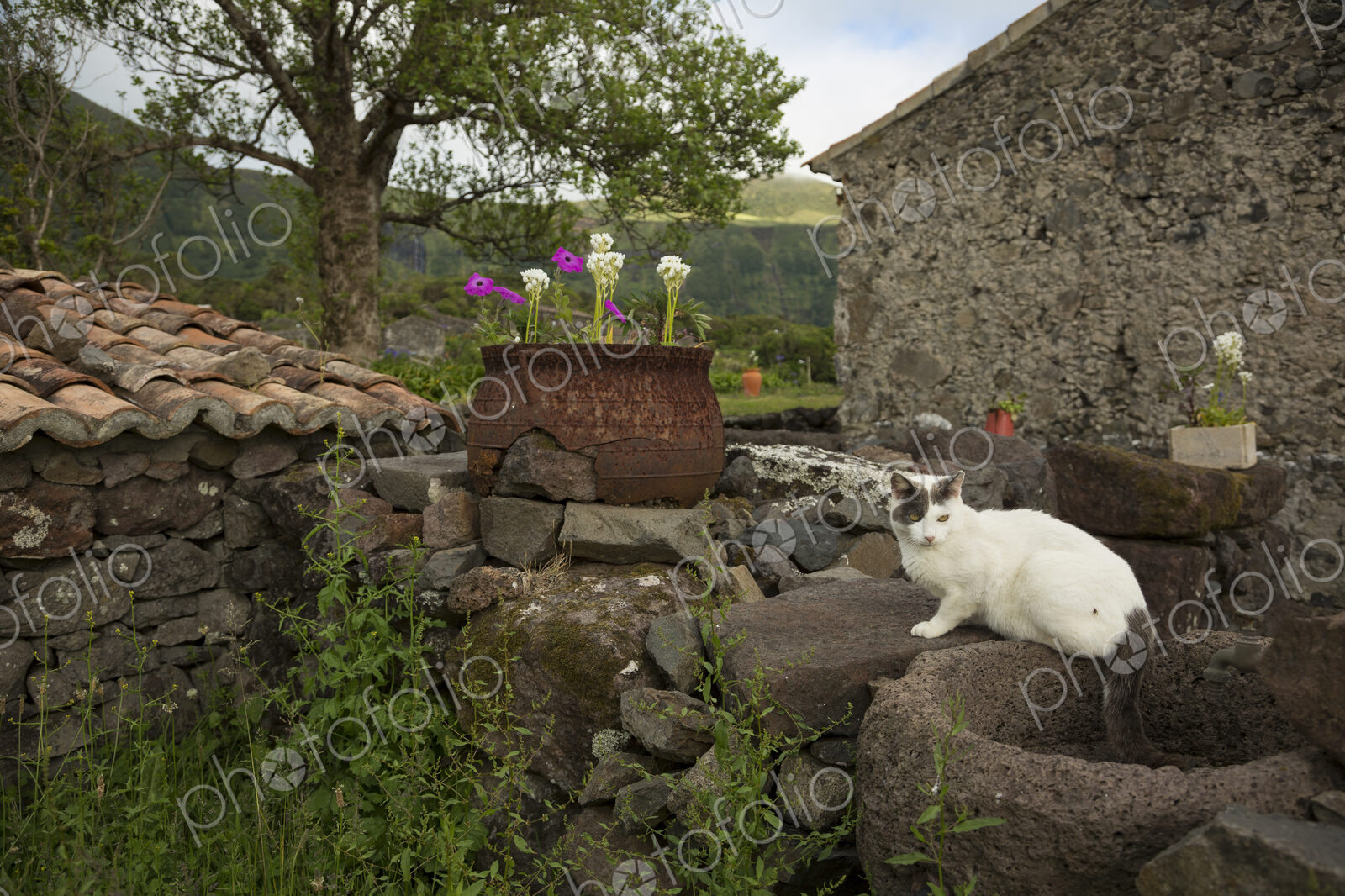 Cat sitting on stone wall in backyard
