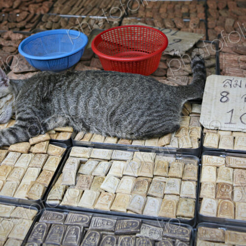 Cat sleeping on trinkets in marketplace Cat sleeping on trinkets in marketplace