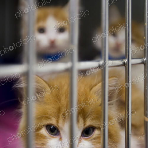 Cats sitting in cage at animal shelter
