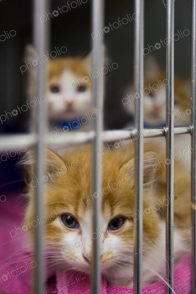 Cats sitting in cage at animal shelter