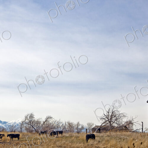 Cattle Grazing in a Field Cattle Grazing in a Field