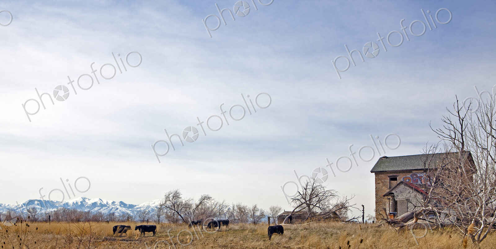Cattle Grazing in a Field