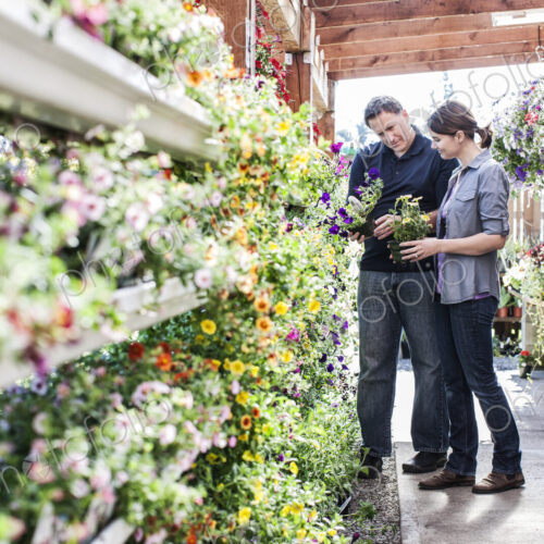 Caucasian man and woman shopping for new plants at a garden center nurery. Caucasian man and woman shopping for new plants at a garden center nurery.