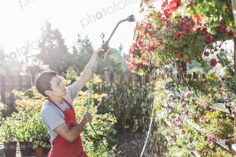 Caucasian man employee watering plants at a garden center nursery.