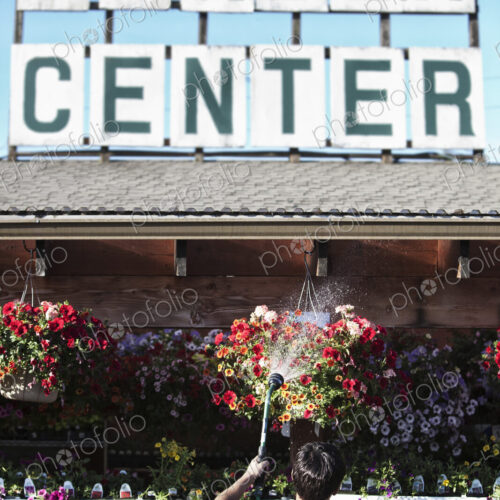 Caucasian man employee watering plants at a garden center nursery.