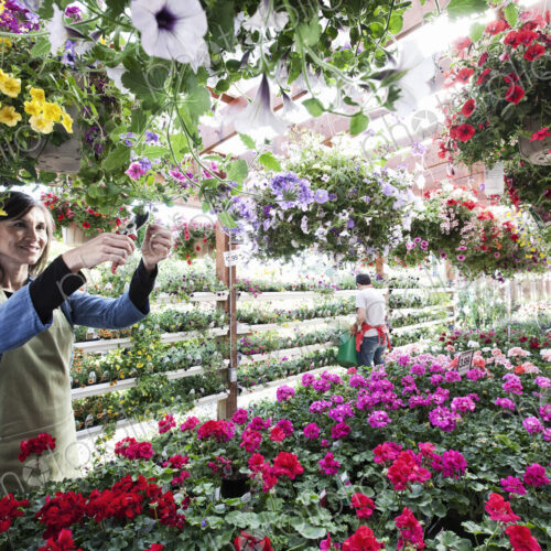 Caucasian woman nursery owner watering plants in the early morning.