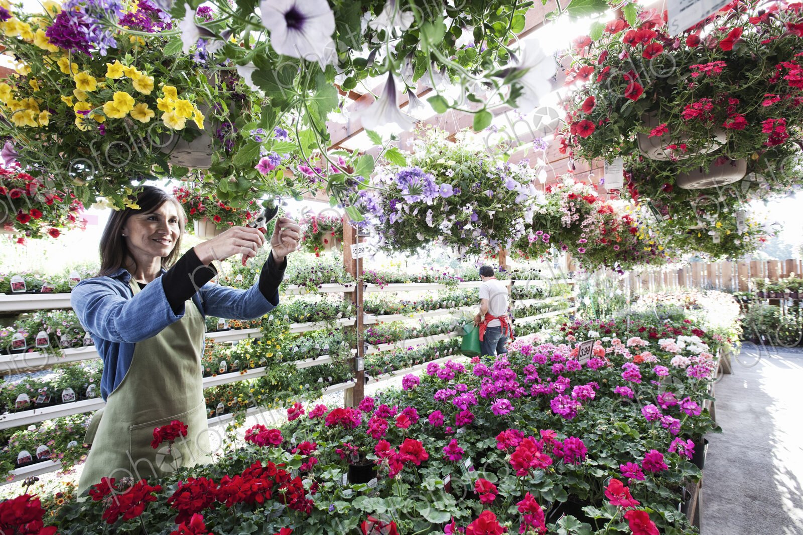 Caucasian woman nursery owner watering plants in the early morning.