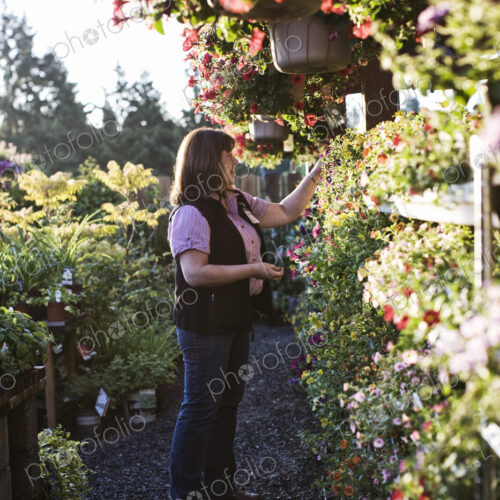 Caucasian woman shopping for new plants at a garden center nursery, choosing from a… Caucasian woman shopping for new plants at a garden center nursery, choosing from a…