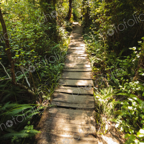 Cedar plank walkway and trail to Cape Flattery, Makah Indian Reservation, Neah Bay