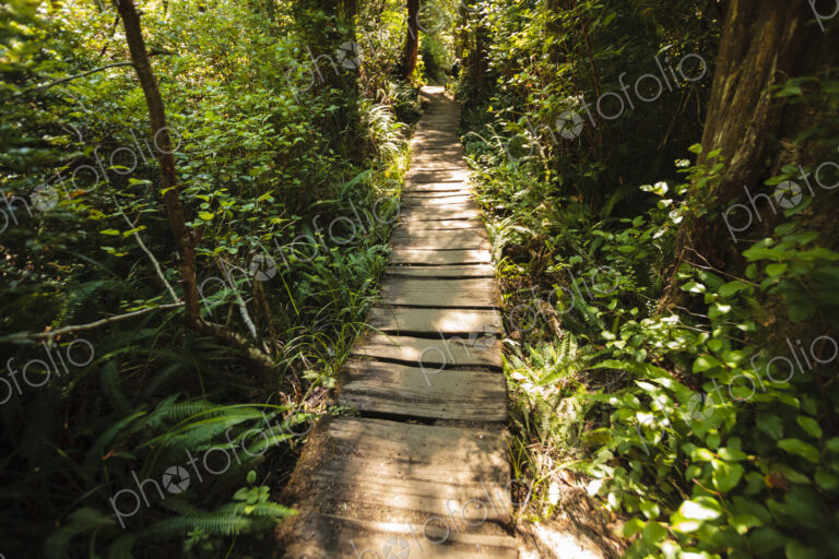 Cedar plank walkway and trail to Cape Flattery, Makah Indian Reservation, Neah Bay