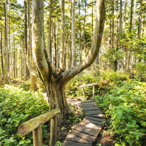 Cedar plank walkway and trail to Cape Flattery, Makah Indian Reservation, Neah Bay. Cedar plank walkway and trail to Cape Flattery, Makah Indian Reservation, Neah Bay.