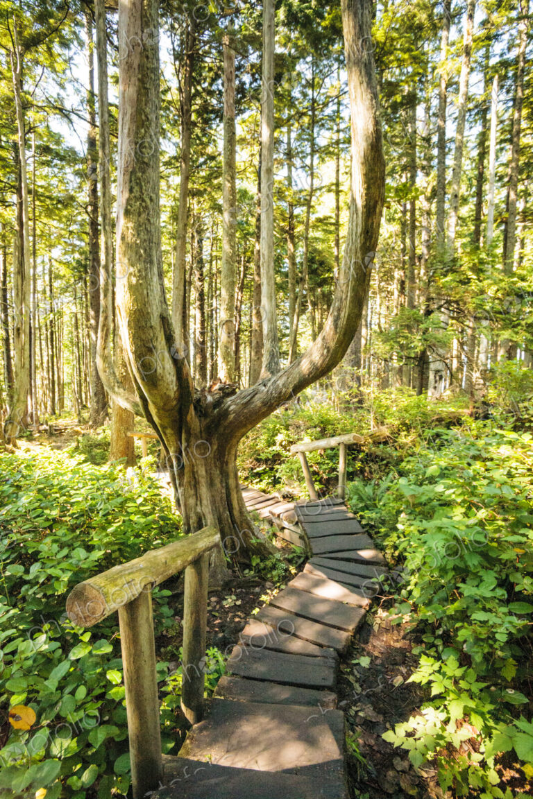 Cedar plank walkway and trail to Cape Flattery, Makah Indian Reservation, Neah Bay.