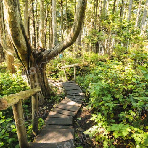Cedar plank walkway and trail to Cape Flattery, Makah Indian Reservation, Neah Bay Cedar plank walkway and trail to Cape Flattery, Makah Indian Reservation, Neah Bay