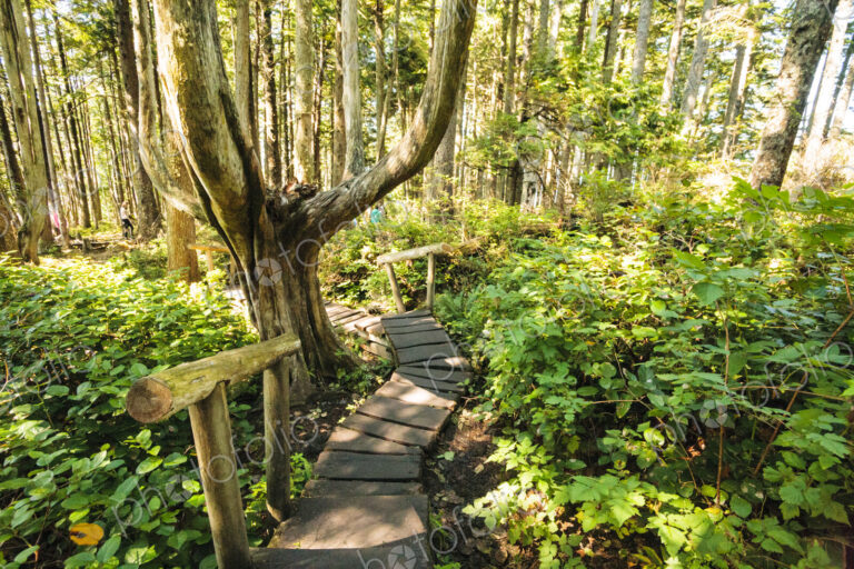 Cedar plank walkway and trail to Cape Flattery, Makah Indian Reservation, Neah Bay