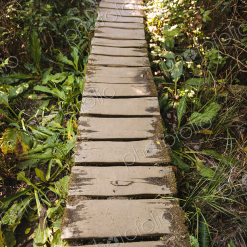 Cedar plank walkway and trail to Cape Flattery, Makah Indian Reservation, Neah Bay, WA USA Cedar plank walkway and trail to Cape Flattery, Makah Indian Reservation, Neah Bay, WA USA